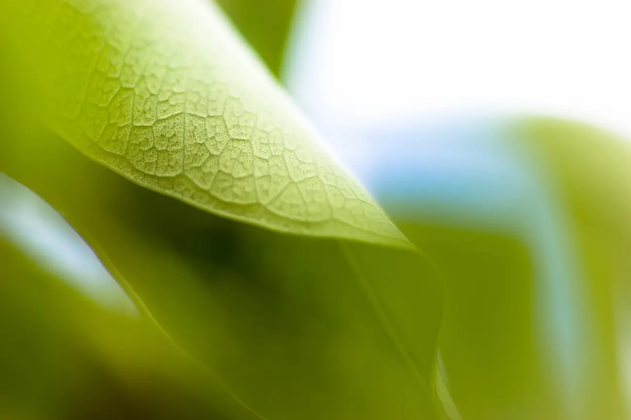 Macrofotografia