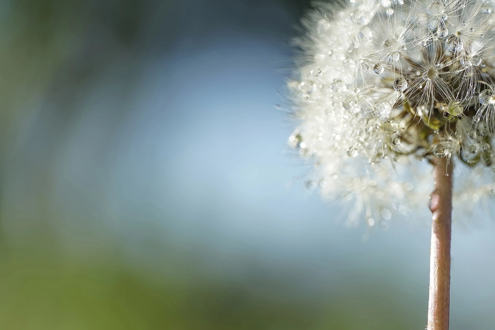 Macrofotografia